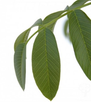 walnut-tree-leaf