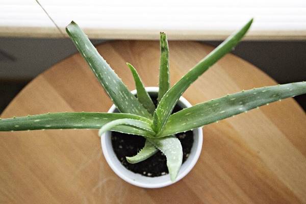 Aloe-vera-tr%C3%BCkk