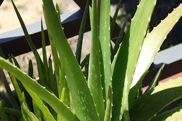 Vigyzat! Ha gy hasznlod az aloe vert, mrgez is lehet!